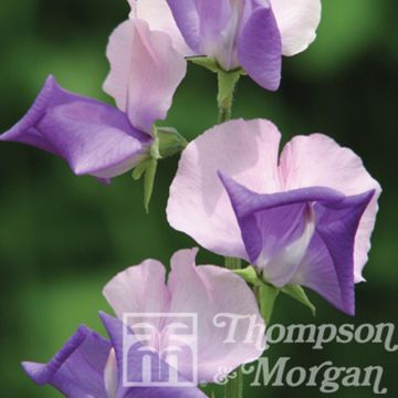 Lathyrus odoratus belinensis Erewhon (zaad) - Siererwt