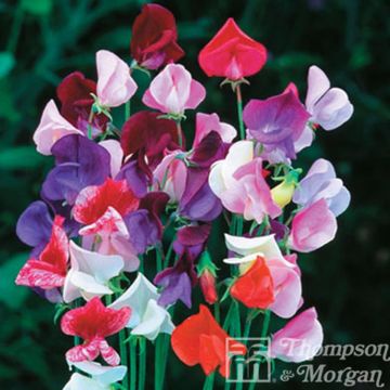 Lathyrus odoratus Heirloom Mixed (zaad) - Siererwt