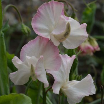 Lathyrus odoratus Mollie Rilstone (zaad) - Siererwt