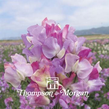 Lathyrus odoratus Prima Ballerina (zaad) - Siererwt