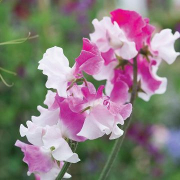 Lathyrus odoratus Route 66 (zaad) - Siererwt