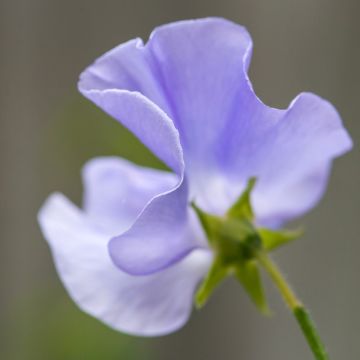 Lathyrus odoratus Spencer Noel Sutton (zaad) - Siererwt