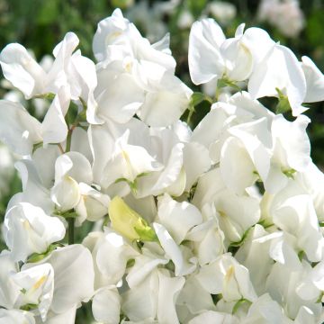Lathyrus odoratus Spencer Royal Wedding (zaad) - Siererwt