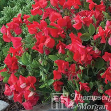 Lathyrus odoratus Villa Roma Scarlet (zaad) - Siererwt