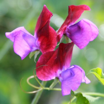 Lathyrus odoratus Bicolour Purple Pimpernel (zaad) - Siererwt