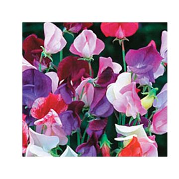 Lathyrus odoratus Heirloom Bicolour Mix (zaad) - Siererwt