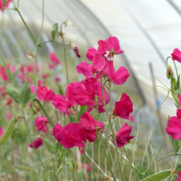 Lathyrus odoratus Spring Sunshine Cerise (zaad) - Siererwt