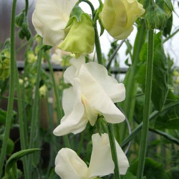 Lathyrus odoratus Spring Sunshine Cream (zaad) - Siererwt
