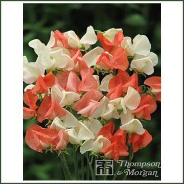 Lathyrus odoratus Tangerine Cream (zaad) - Siererwt