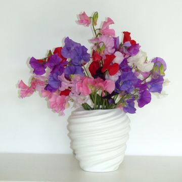 Lathyrus odoratus Winter Sunshine Formula Mix (zaad) - Siererwt