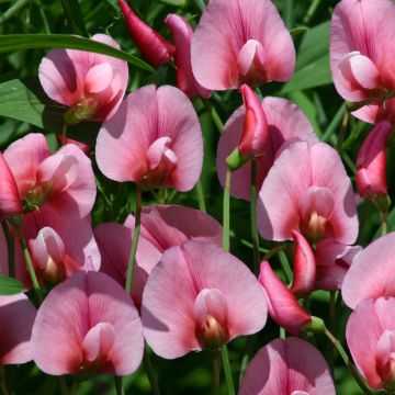 Lathyrus tingitanus Rosea (zaad) - Marokkaanse lathyrus