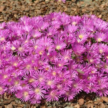 Delosperma cooperi Table Mountain (zaad) - Ijsbloem