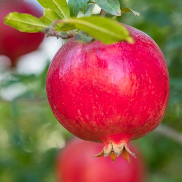 Punica granatum (zaad) - Granaatappel