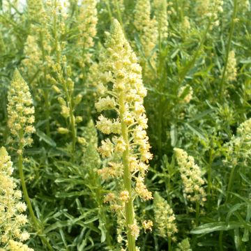 Reseda luteola (zaad) - Wouw