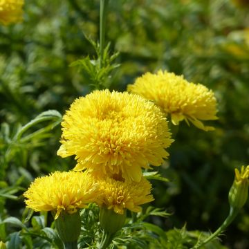 Groot afrikaantje Fantastic Yellow (zaad) - Tagetes erecta