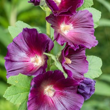 Alcea rosea Halo Lavender (zaad) - Stokroos