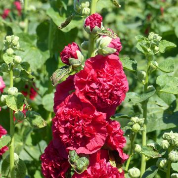 Alcea rosea Chater's Scarlet (zaad) - Stokroos dubbel