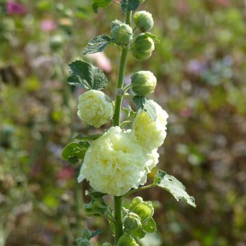 Alcea rosea Chater's Yellow (zaad) - Stokroos dubbel