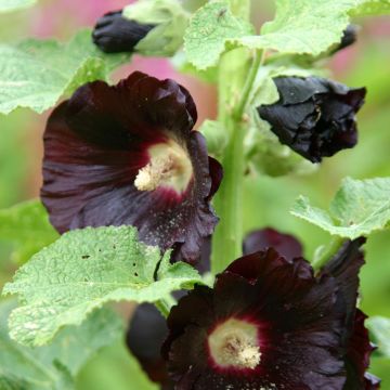 Alcea rosea Jet Black (zaad) - Stokroos