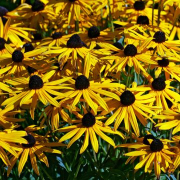 Rudbeckia fulgida var. sullivantii Goldsturm (zaad) - Zonnehoed