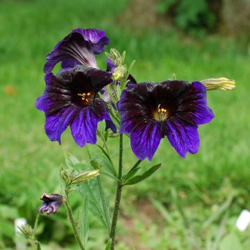 Salpiglossis sinuata Kew Blue (zaad)