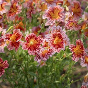 Salpiglossis sinuata Tora Rood (zaad)