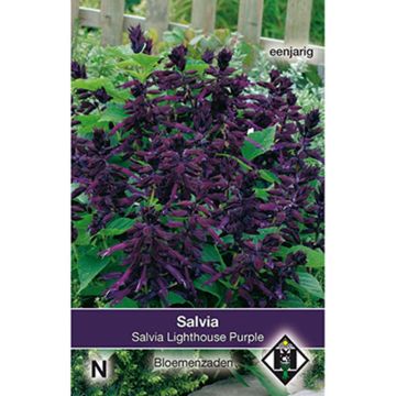 Salvia splendens Lighthouse Purple - Vuursalie (zaad)