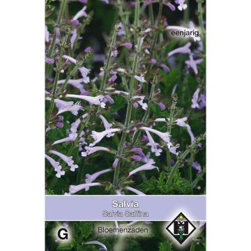 Salvia scabra Saffina - Siersalie (zaad)