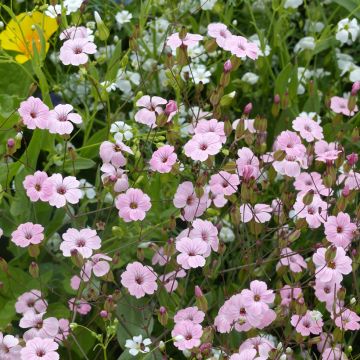 Vaccaria hispanica Pink Beauty (zaad) biologisch - Huigkruid