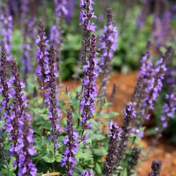 Salvia nemorosa Dwarf Blue Queen - Bossalie