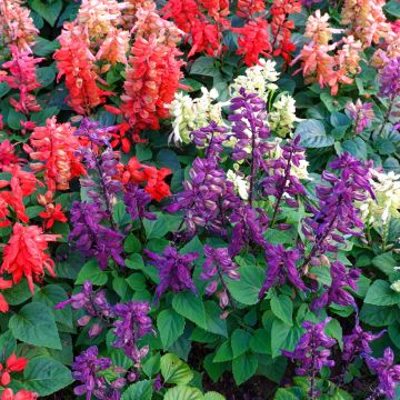 Salvia splendens Reddy Nero Mixture - Vuursalie (zaad)