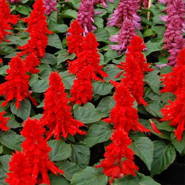 Salvia splendens Reddy Red - Vuursalie (zaad)