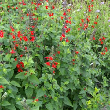 Salvia coccinea - Texas salie (zaad)