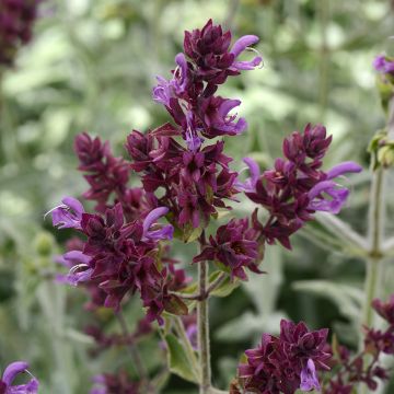 Salvia canariensis Lancelot - Canarische salie (zaad)