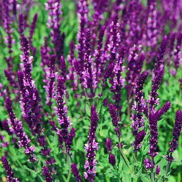 Salvia nemorosa Rose Queen - Bossalie (zaad)