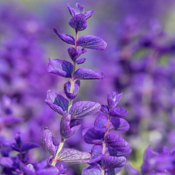 Salvia viridis Blue Monday - Bonte salie (zaad)