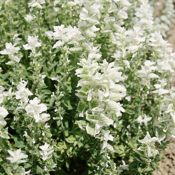 Salvia horminum White Swan - Bonte salie
