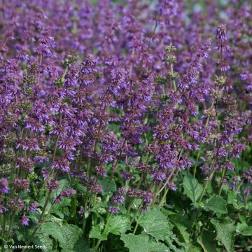 Salvia verticillata Purple Fairy Tale - Kranssalie