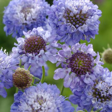 Scabiosa atropurpurea Oxford Blue biologisch (zaad) - Duifkruid