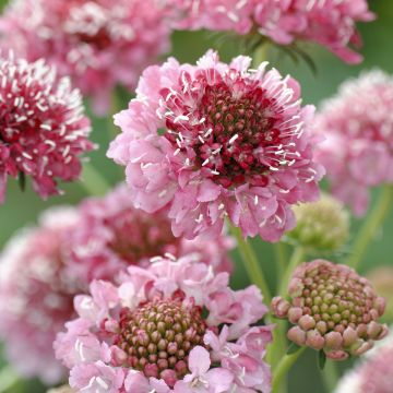 Scabiosa atropurpurea Salmon Queen (zaad) - Duifkruid