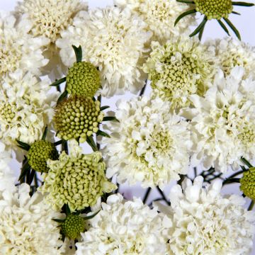 Scabiosa atropurpurea Snowmaiden (zaad) - Duifkruid