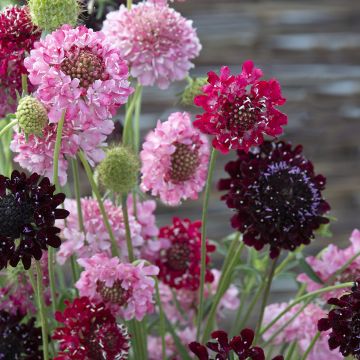 Scabiosa atropurpurea Summer Fruits (zaad) - Duifkruid