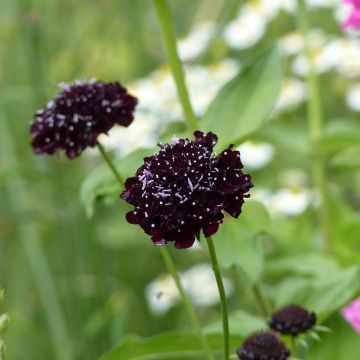 Scabiosa atropurpurea Black Knight (zaad) - Duifkruid