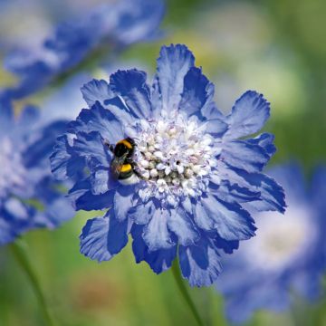 Scabiosa caucasica Fama Deep Blue (zaad) - Kaukasisch duifkruid