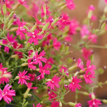 Silene Rosalyn (zaad) - Rode silene