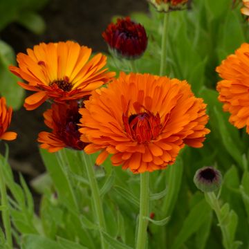 Calendula officinalis Indian Prince (zaad) biologisch - Goudsbloem