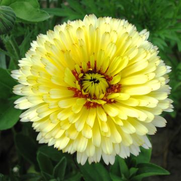 Calendula officinalis Pacific Beauty Cream (zaad) - Goudsbloem