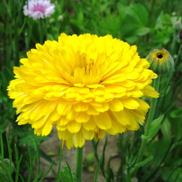 Calendula officinalis Pacific Beauty Lemon (zaad) - Goudsbloem