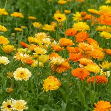 Calendula officinalis Pacific Beauty Mix (zaad) - Goudsbloem
