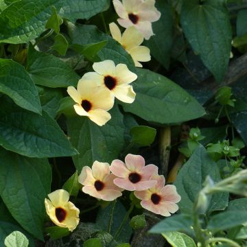 Thunbergia alata Peach Eye (zaad) - Suzanne-met-de-mooie-ogen